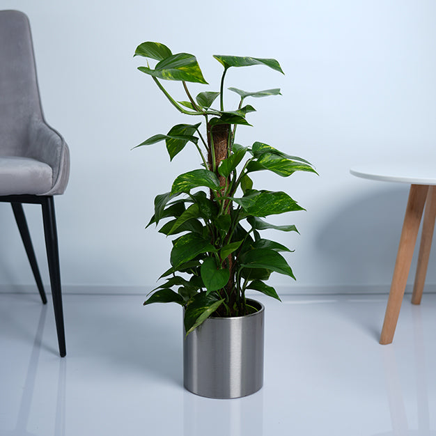Money Plant