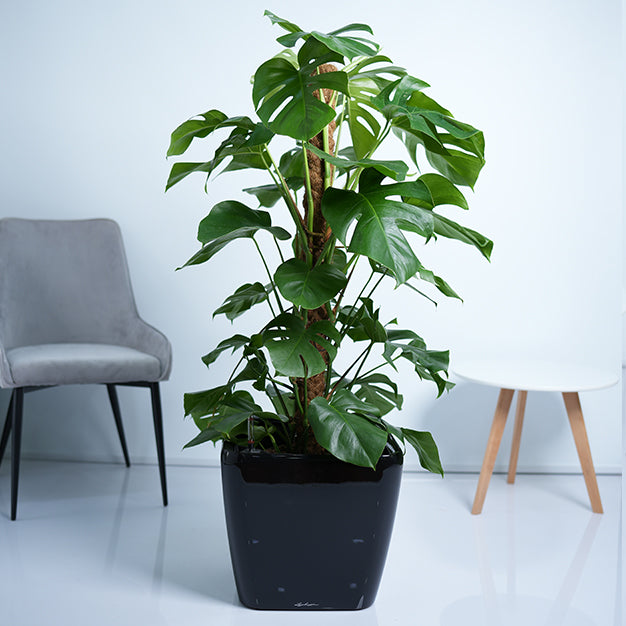 buy monstera deliciosa uk Monstera Deliciosa Plant