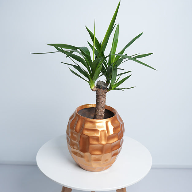 Mossaic Ball