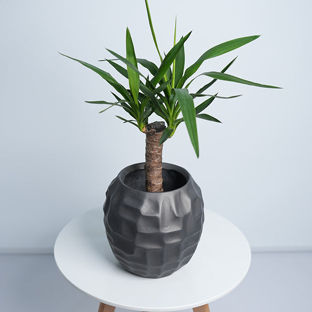 Mossaic Ball