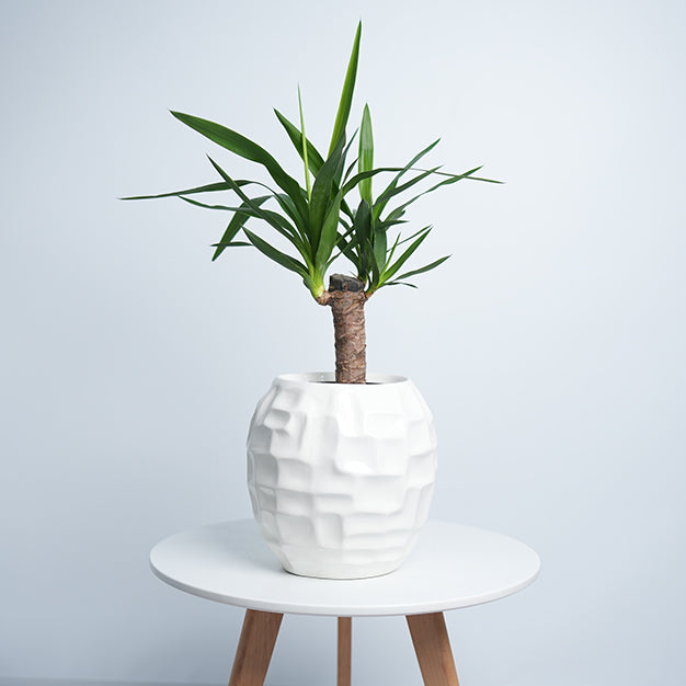 Mossaic Ball