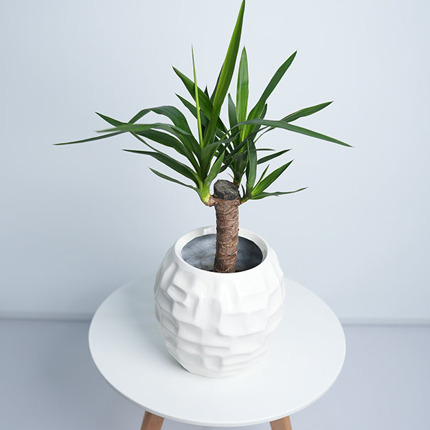 Mossaic Ball