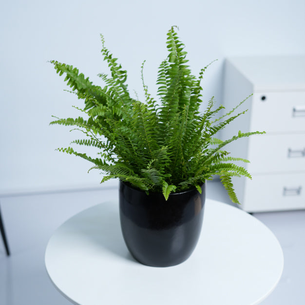 Boston Fern