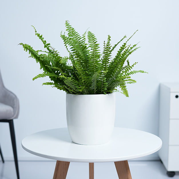 Boston Fern