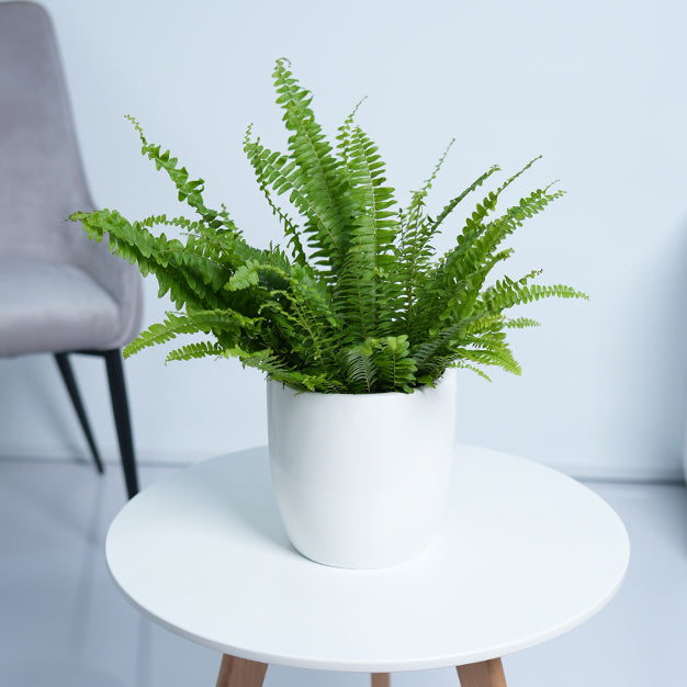 Boston Fern