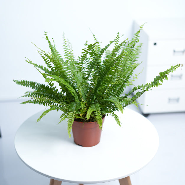 Boston Fern