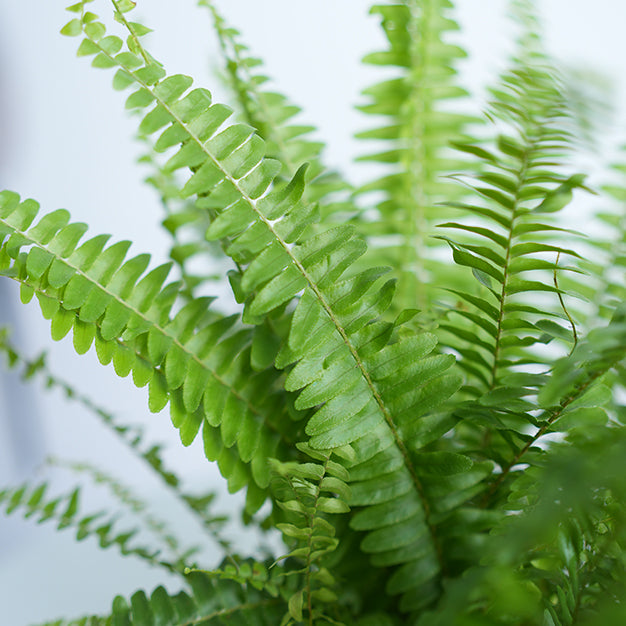 Boston Fern