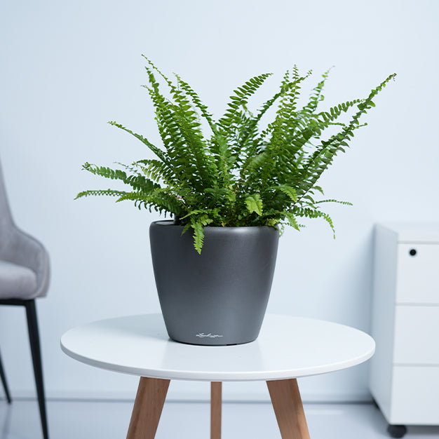 Boston Fern