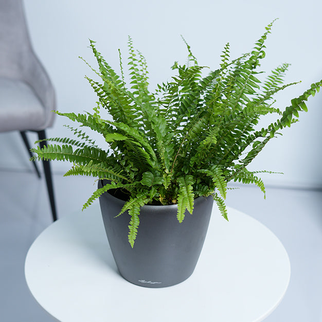 Boston Fern