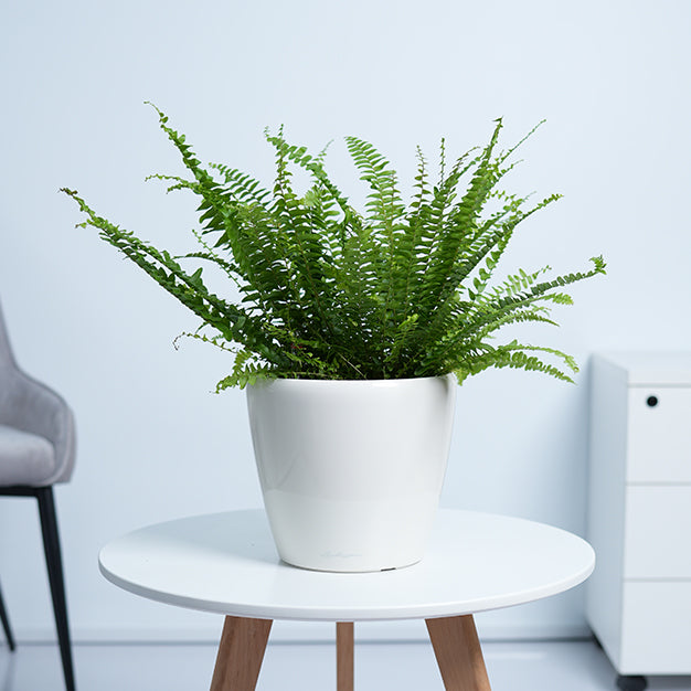 Boston Fern