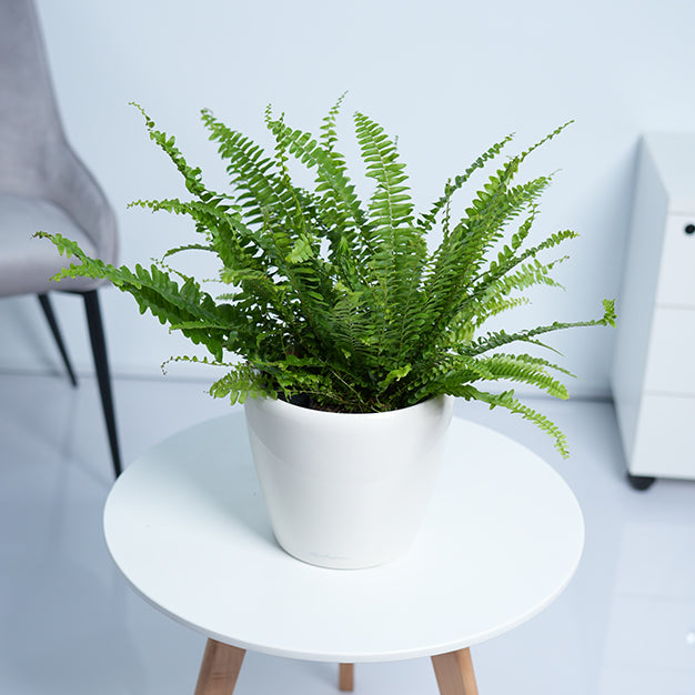 Boston Fern
