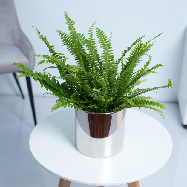 Boston Fern