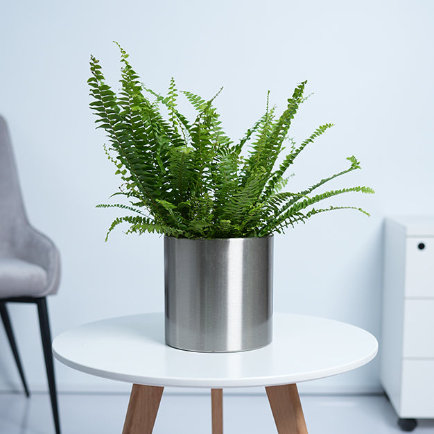 Boston Fern