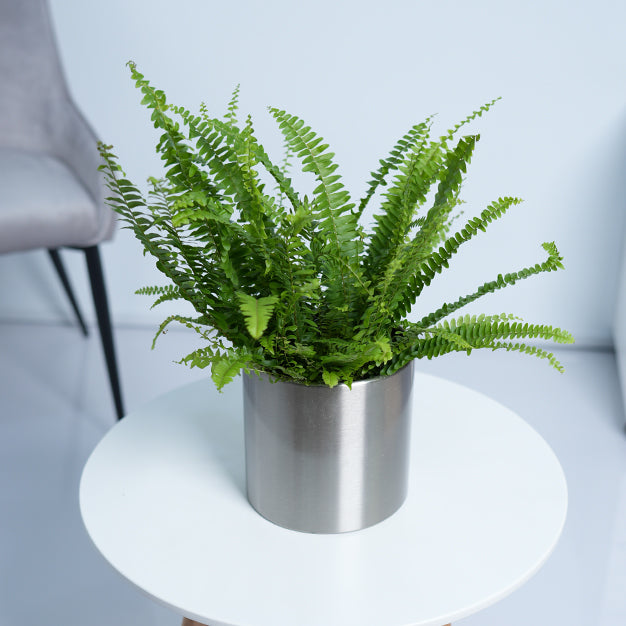 Boston Fern