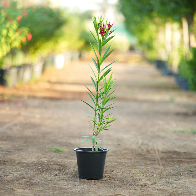 Nerium oleander