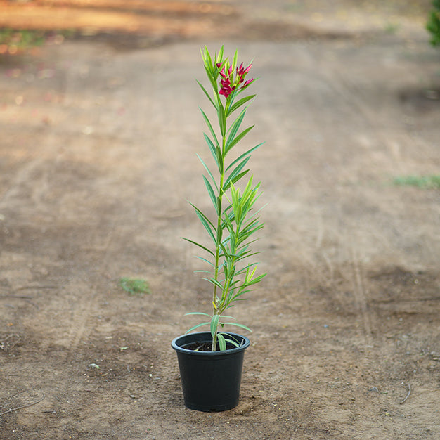 Nerium oleander