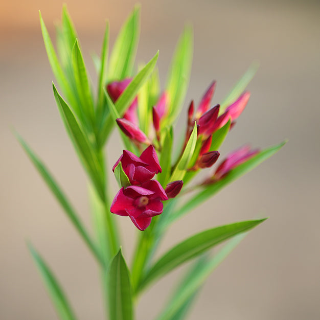 Nerium oleander