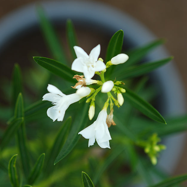 Nerium oleander