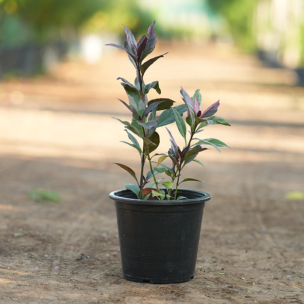 Pseuderanthemum malculatum
