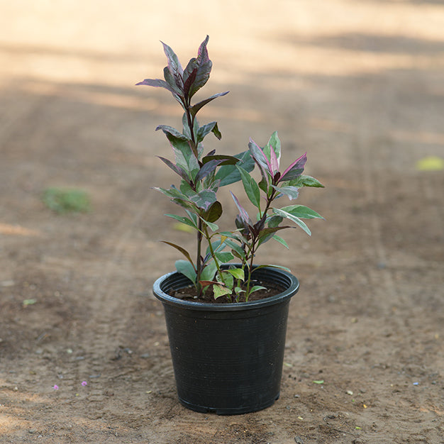 Pseuderanthemum malculatum