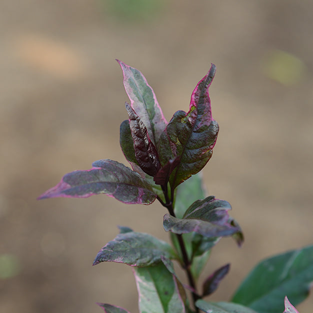 Pseuderanthemum malculatum