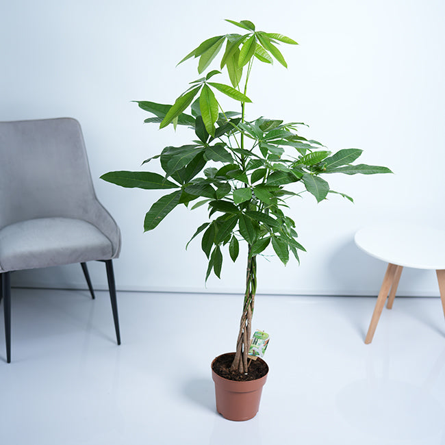 Pachira Money Tree Plant