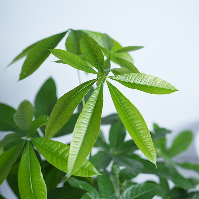 Pachira Money Tree Plant