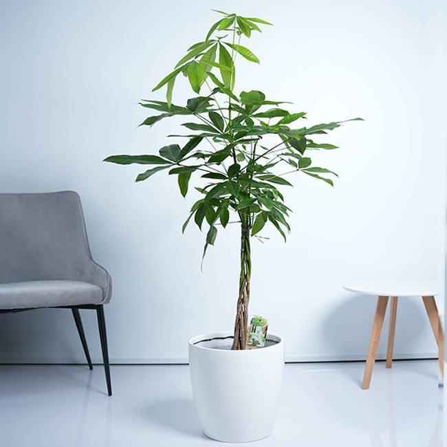 Pachira Money Tree Plant