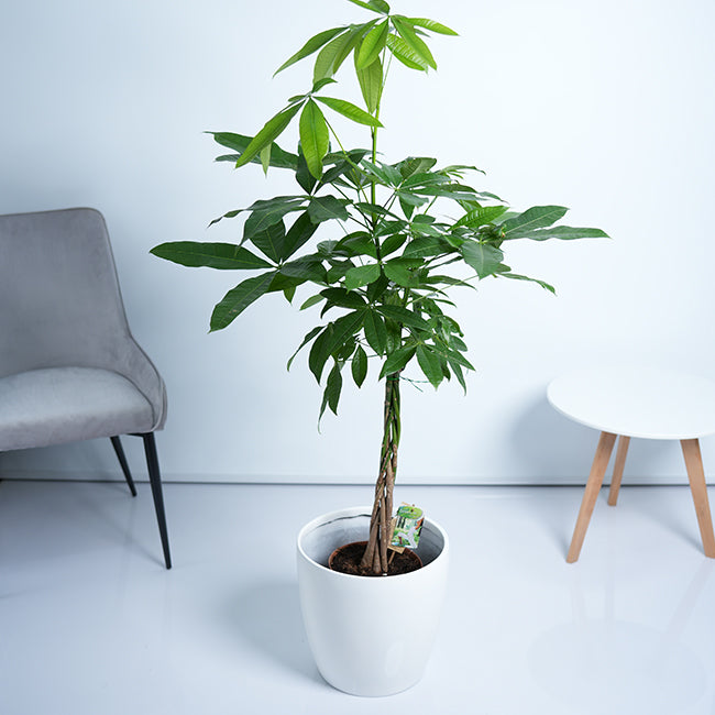 Pachira Money Tree Plant