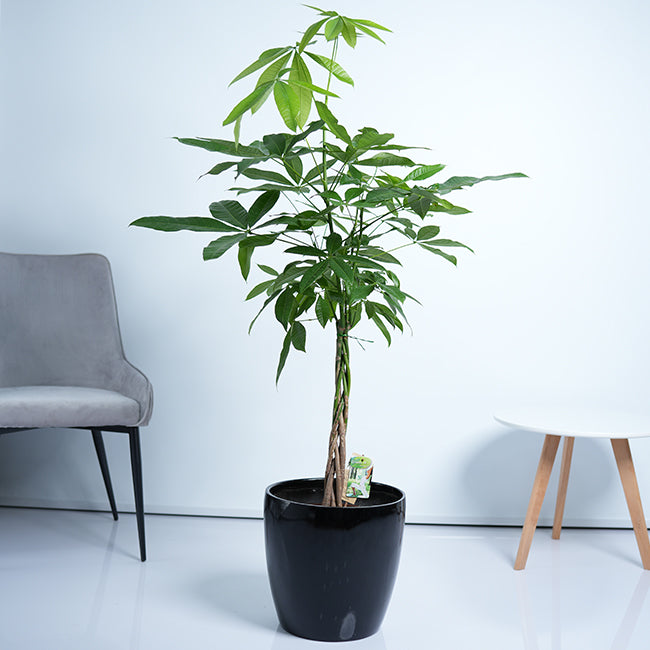 Pachira Money Tree Plant
