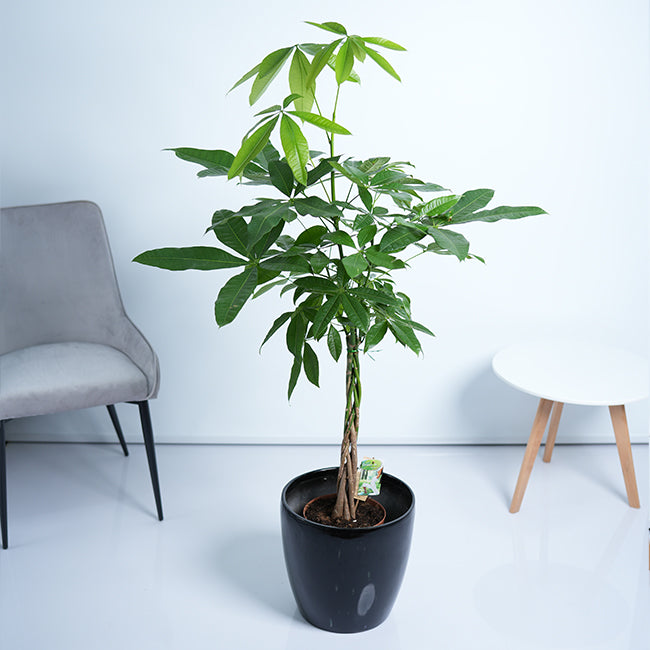 Pachira Money Tree Plant