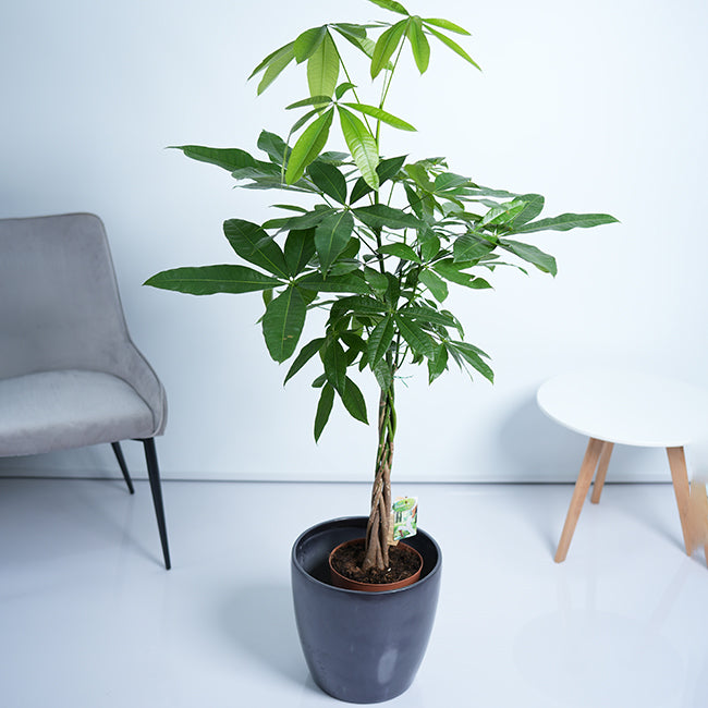 Pachira Money Tree Plant