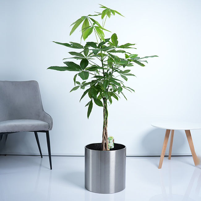 Pachira Money Tree Plant