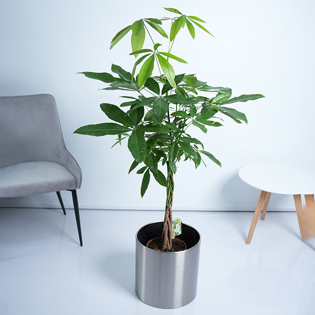 Pachira Money Tree Plant