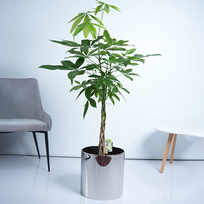 Pachira Money Tree Plant