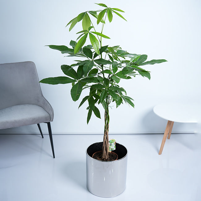 Pachira Money Tree Plant
