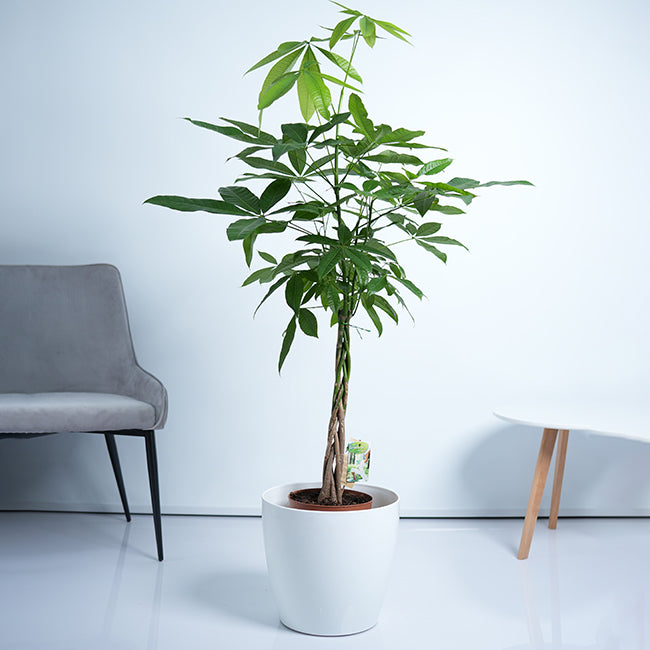 Pachira Money Tree Plant