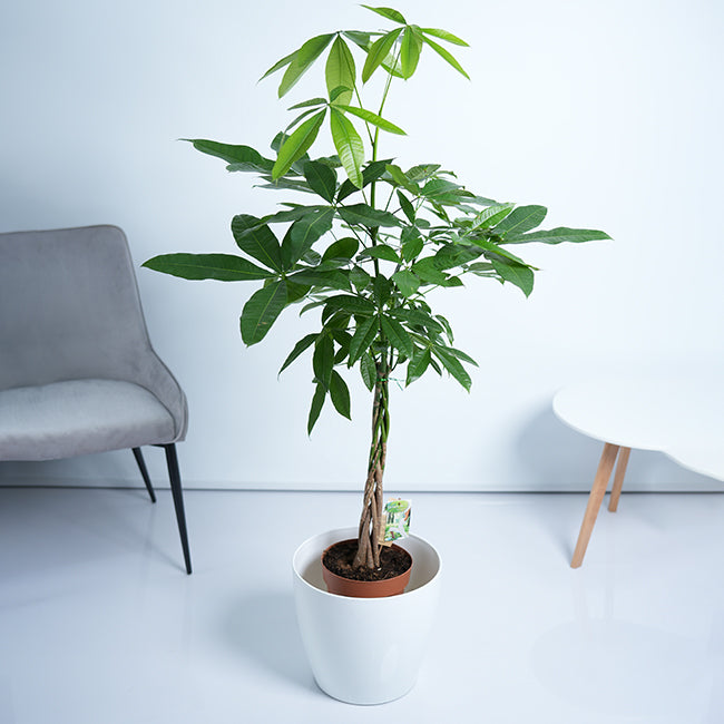 Pachira Money Tree Plant