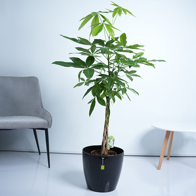 Pachira Money Tree Plant