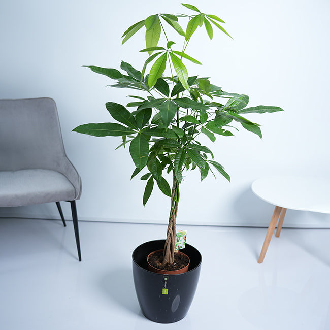 Pachira Money Tree Plant