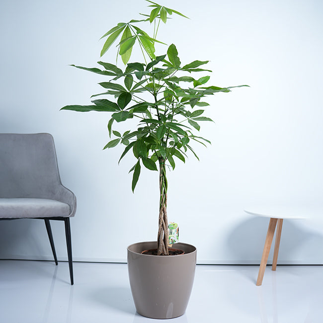 Pachira Money Tree Plant