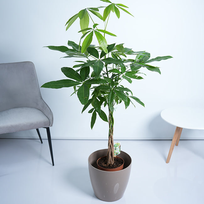Pachira Money Tree Plant