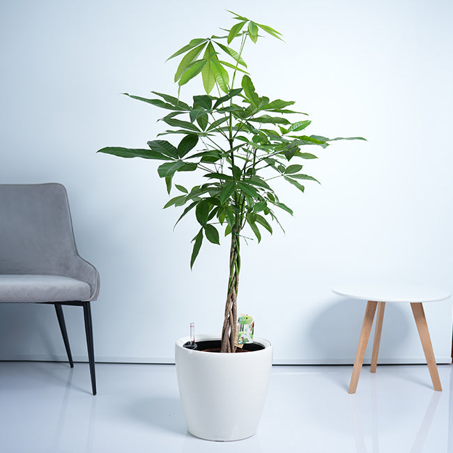 Pachira Money Tree Plant