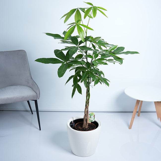 Pachira Money Tree Plant