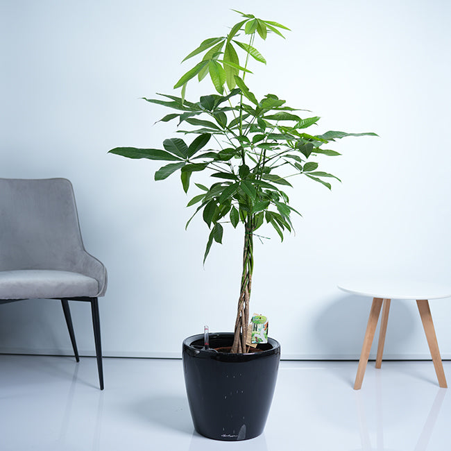 Pachira Money Tree Plant
