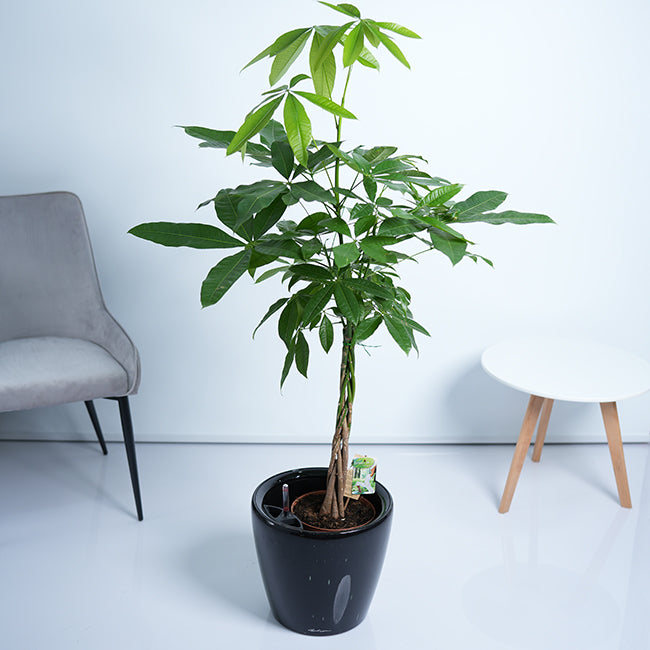 Pachira Money Tree Plant
