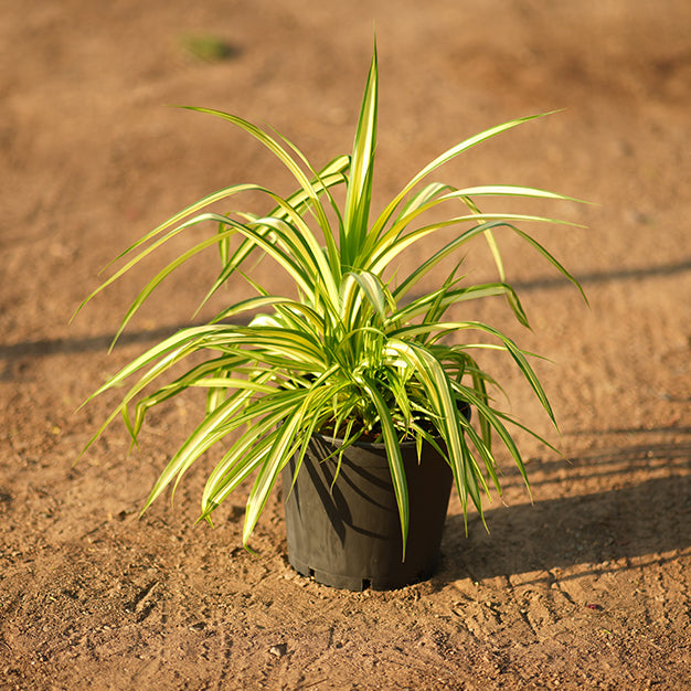 Pandanus Thailand