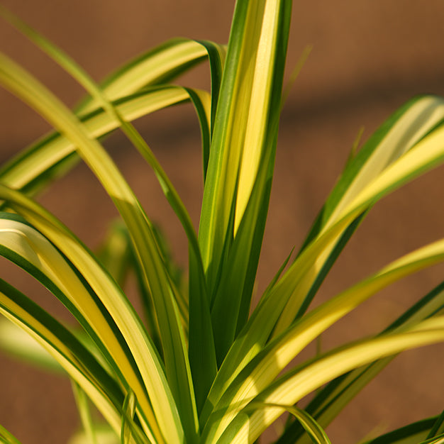 Pandanus Thailand