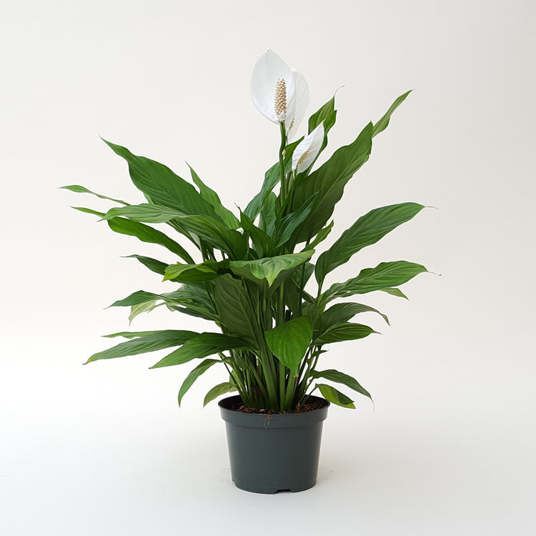 peace lily genus Spathiphyllum
