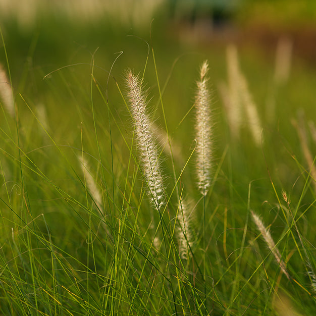 Pennisetum Green